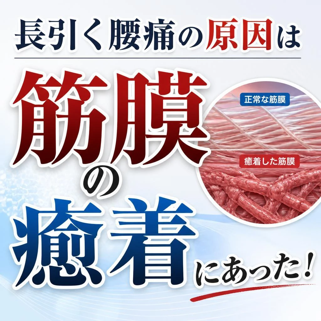長引く腰痛の原因は筋膜の癒着にあった！